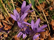 15  Gentiana anisodonta 